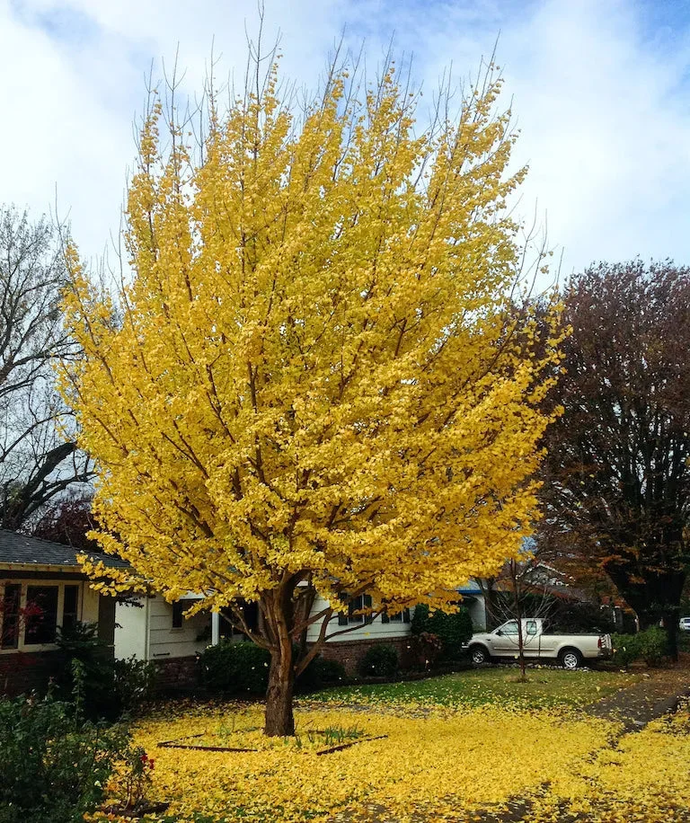 Ginkgo Maidenhair Tree